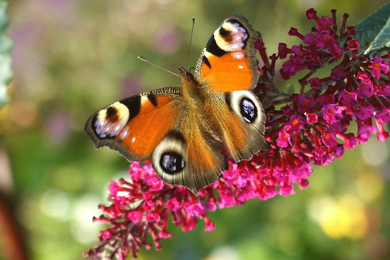 butterfly, flower, pollinate-7569657.jpg
