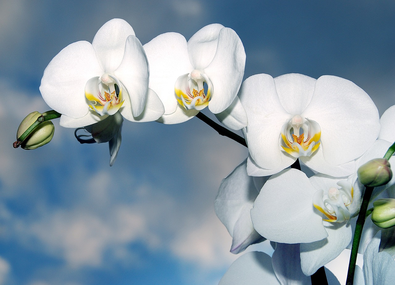 happy birthday, orchid, flower-1378717.jpg
