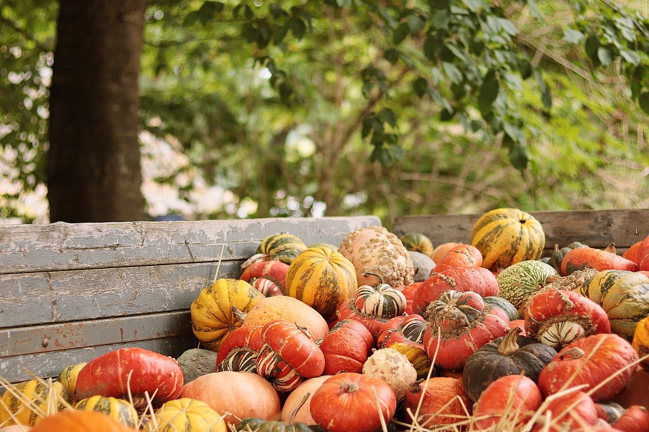 pumpkins, vegetables, harvest-7545052.jpg