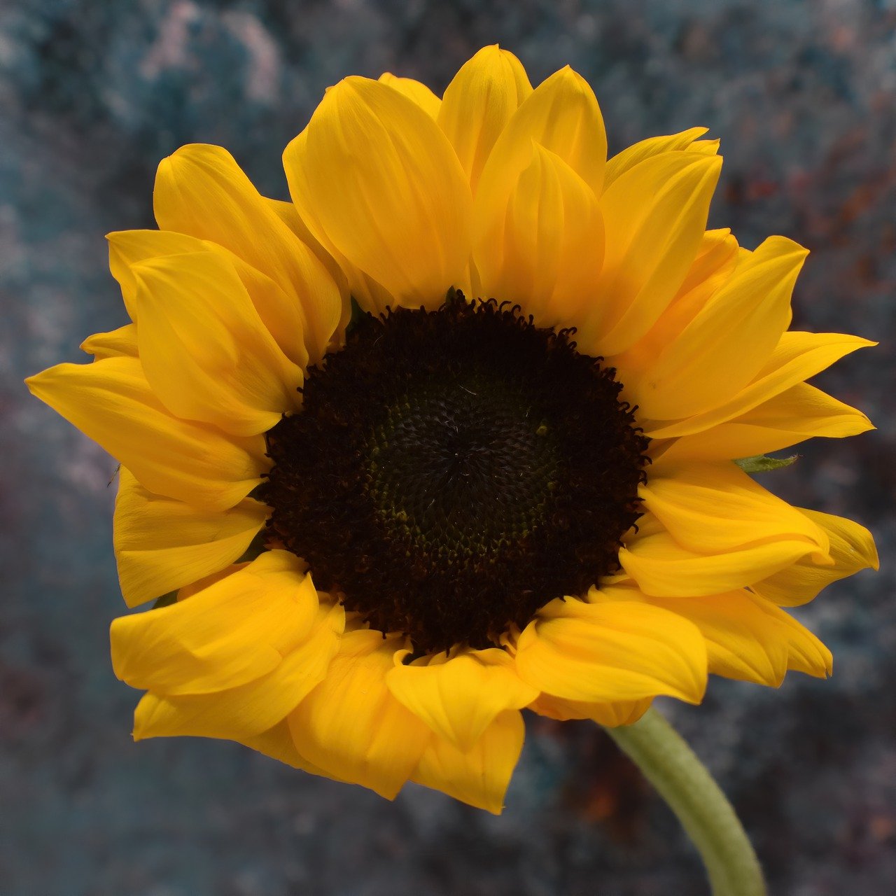 sunflower, flower, plant-7556358.jpg